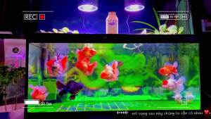 Vi sinh đường ruột Fishton men tiêu hóa cho cá vàng chép sư tử Koi giúp cá tiêu hóa tốt không bị chổng phát triển