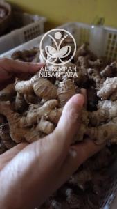 Puyang - Lempuyang Emprit Segar Organik 500 gr - Gunung Kidul