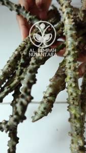 Brotowali Bratawali akar ali-ali Segar Gunung Kidul 1 KG