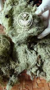 Kayu Angin Kering Organik 500gr Asli Hutan