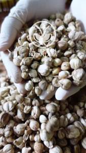Kapulaga jawa Kering 100 gr Organik - Lebih Berasa