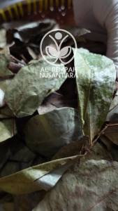 Daun Sirsak Kering Oven 100 gr Asli Hutan Organik