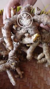 Temu Mangga Segar Organik 250 gr- Gunung Kidul