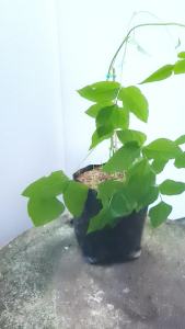 ต้นถั่วพู ถั่วพู ส่งพร้อมถุงเพาะ 5.5นิ้ว ต้นถั่วพลู