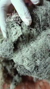 Akar atau Kayu Angin Kering 1kg (Usnea spp)- Higienis