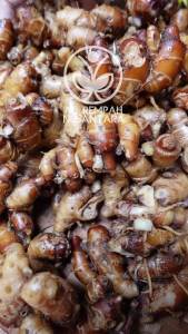 Kencur Segar 500gr Grade A - Lebih Berasa