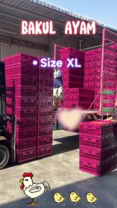 Plastic Transportation Chicken Cage - Bakul Ayam/Raga Ayam - Standard Size - L94 x W57 x H29CM - Lightweight and Durable - Customizable Colors and Logo