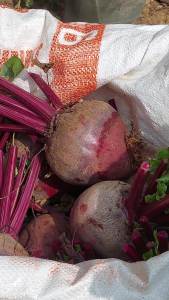 Buah Bit Root Fresh 1kg Termurah - Kaya Manfaat, Tinggi Antioksidan - Budidaya Ciwidey Bandung