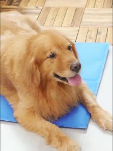 แผ่นเจลเย็นสุนัข แผ่นเจลเย็นแมว สำหรับตว์เลี้ยง แบบหนา เย็นสบาย นอนหลับสบาย เหมาะสำหรับสุนัข/แมว