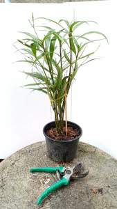 ต้นต้อยติ่งสีม่วง ต้อยติ่ง ในกระถาง 5-6 นิ้ว แตกรากแล้ว ต้นต้อยติ่งฝรั่ง ต้อยติ่งฝรั่ง