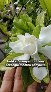 Bibit Tanaman Hias Kaca Piring Si Bung Cantik Harum