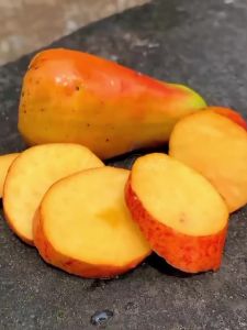 Bibit Jambu Mete & Manfaatnya