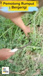 Gergaji Rumput dan Ilalang