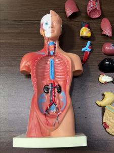 Alat Peraga Model Manusia Torso Anatomi Setengah Tubuh Badan 28 cm