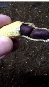 benih kacang tanah hitam Benih Untuk Lingkungan Lokal Garansi Pemasok Lokal 1 Tahun - Lazada