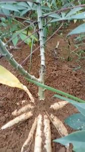 Bibit Batang Singkong gajah super Unggul BELI 10 BONUS 2 Stek Pohon Singkong Harga PerBatang