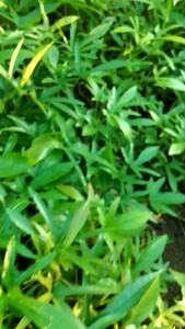 Bibit Stek Ubi Jalar Super Unggul Siap Tanam Cilembu Ungu Oren Putih & Merah