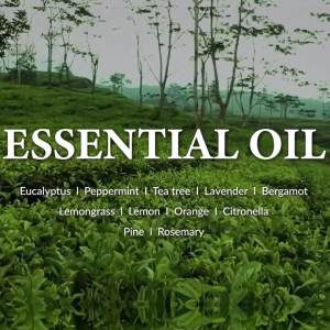 Gorgeous Jo - The Aroma Shop Organic Lavender Essential Oil (10ml)