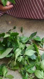 Daun Kumis kucing Hijau Segar Obat Herbal Alami Menyediakan Bibit