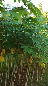 PAKET 100 Bibit Batang Singkong Gajah Super Unggul siap tanam