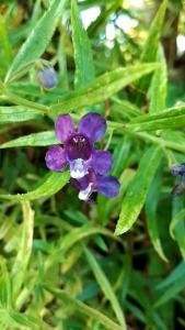 Tanaman Bunga Lavender Anti Nyamuk Lavandula Angustifolia Hidcote
