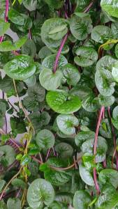 Daun Binahong Merah Herbal Fresh Segar Harga Per 5Lembar Termurah Serba Manfaat Menyembuhkan Berbagai penyakit Luar Maupun Dalam tubuh