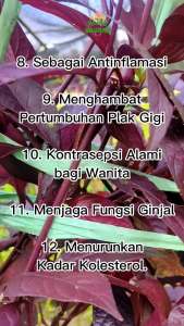 Tanaman Handeuleum: Daun Ungu Herbal untuk Mengobati Wasir & Ambeien