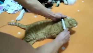 PMT Pet Flea Comb Dog Cat Eye Combs Tear Stain Remover Portable Fur Brush fine tooth comb COD