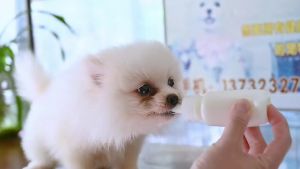 PMT Pet Milk Bottle 60ml Silicone Nipple Clear Scale Dog Cat Silicone Hamster Rabbit Feeding COD