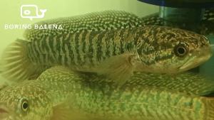 BRBN Green Asiatica Snakehead - Channa Asiatica Green - Channa - Snakehead - Ikan Channa - Aquarium Freshwater Fish / Ikan Air Tawar