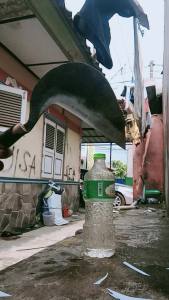 arit padi sabit pemangkas padi baja asli full sepuh