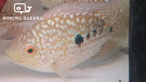 BRBN Blue Texas (Short-Body) - Cichlid Fish - Crossbreed / Hybrid - Ikan Texas - ShortBody - Aquarium Freshwater Fish / Ikan Air Tawar