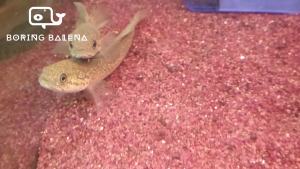 BRBN Red Asiatica Snakehead - Channa Asiatica Red - Channa - Snakehead - Ikan Channa - Aquarium Freshwater Fish / Ikan Air Tawar