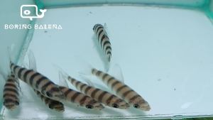 BRBN Leporinus Fasciatus - Banded Leporinus - Ikan Leporinus - Aquarium Freshwater Fish / Ikan Air Tawar