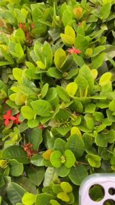 Kasus FOX untuk Ponsel Realme, Oppo, dan Xiaomi: Desain Couple Gradient Love Heart Wave & Silikon Premium