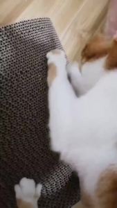 【พร้อมส่ง】โซฟาที่ลับเล็บแมว แบบ 2 ด้าน แถมฟรี!กัญชาแมว 43x21 ที่ฝนเล็บแมว แผ่นลับเล็บแมว ที่ลับเล็บ ที่ลับเล็บแมว ของใช้น้องแมว COD