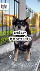 Duomm สายรัดสุนัข ระบายความร้อน สำหรับหมาและแมว Dog Harness CleverPet