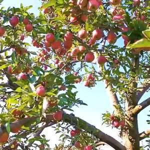 Fruit Picker Basket Catcher for Broom Pole Stick Picking Fresh Orange Garden Tools