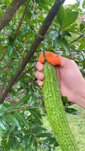 Bộ Bao 5 Ngón Tay Nhặt Rau Hái Quả Lột Tỏi Cạo Vỏ Gừng Tiện Lợi