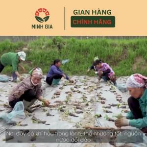 Cà Gai Leo Khô 1Kg Sao Vàng Hạ Thổ Vùng Trồng Theo Tiêu Chuẩn Gacp - Who Hỗ Trợ Về Gan (Chứng Nhận Attp)