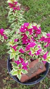 Bibit Bunga Bugenvil Varigata Tinggi 50-80 CM Kondisi Berbunga