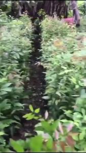 Bibit Tanaman Kayu Manis Siap Tanam