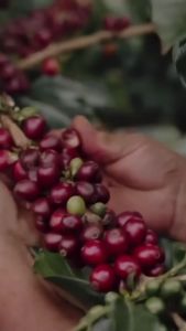 kopi lampung /kopi bubuk/kopi murni/kopi hitam/kopi sachet/kopi murah