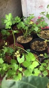 Paket 3 Bibit Seledri Hijau Kualitas Unggul Daun Rimbun Terlaris