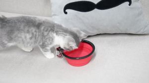 Dog Bowl Pet Travel Folding Bowl Pet Dog Cat Silicon Foldable Food Bowl Pet Food Water Feeding Portable Travel Bowl