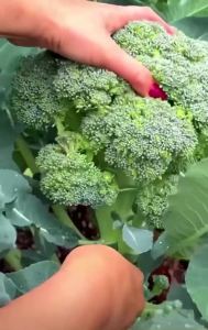 Hạt giống rau súp lơ xanh gói 0.3 gram