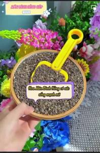 Hạt giống mãn đình hồng kép nhiều màu ( gói 50 hạt)