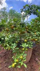 Bibit Jeruk Ponkam Mandarin Tinggi 1 Meter