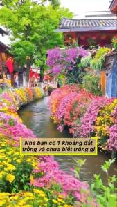 Tổng hợp 15 loại hạt giống hoa dễ trồng trong 1 gói