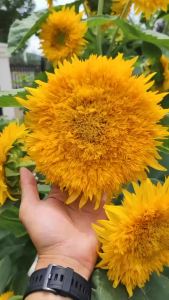 Hạt Giống Hoa Hướng Dương Kép xù F1 Dễ Trồng Hoa Nở Đẹp Tặng kèm Hướng Dẫn Trồng
